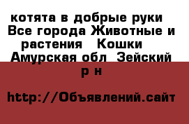 котята в добрые руки - Все города Животные и растения » Кошки   . Амурская обл.,Зейский р-н